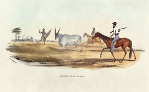 Driving in an Eland, ilustrace z Wild Sports of South Africa, od W.C. Harris, 1841